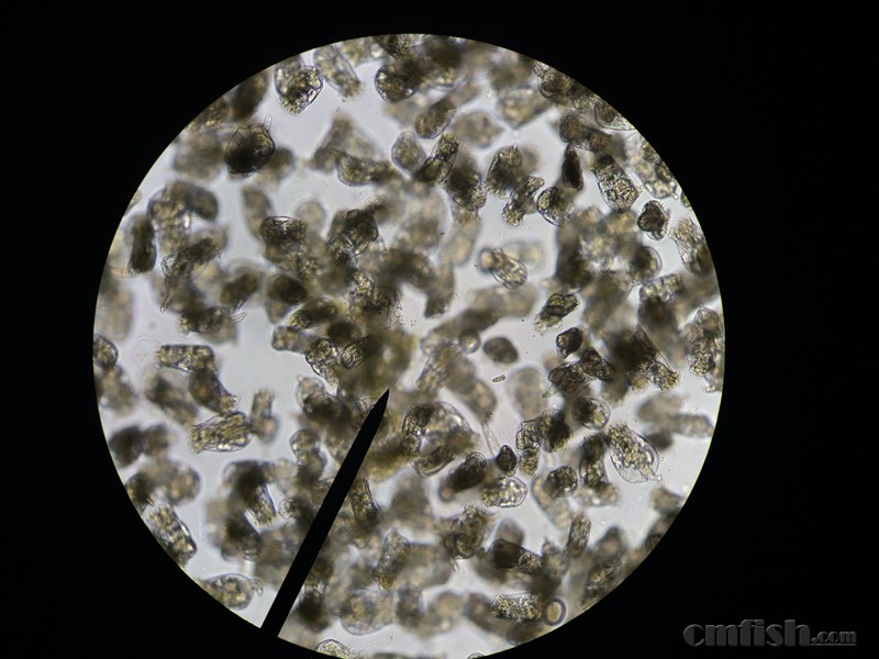 轮虫、小球藻、交流~ - 繁殖专区 - CMF海水观