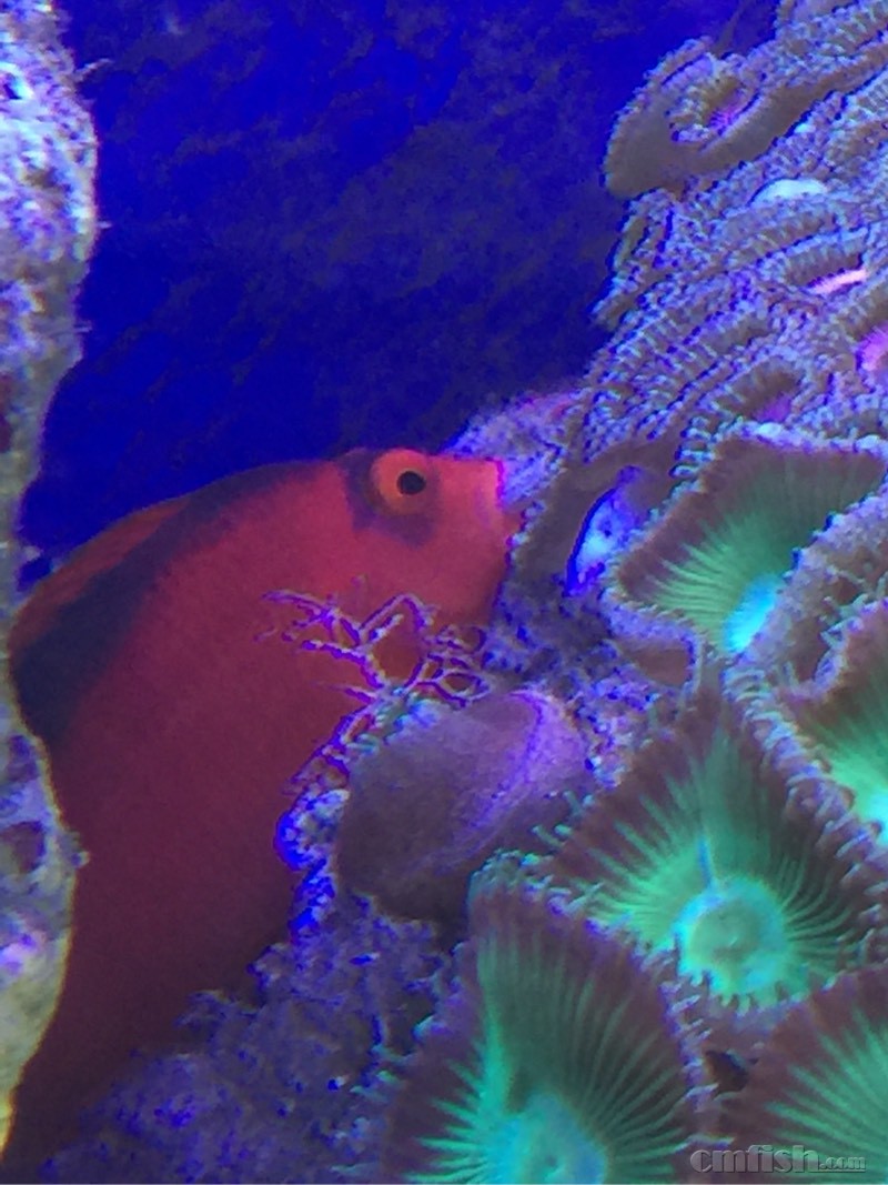 这二B鱼把钢毛虫吃了 - 海水观赏鱼综合讨论区
