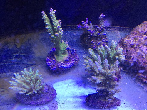 品种重复了转人工sps一颗100两颗150 澳皮50