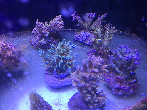 品种重复了转人工sps一颗100两颗150 澳皮50