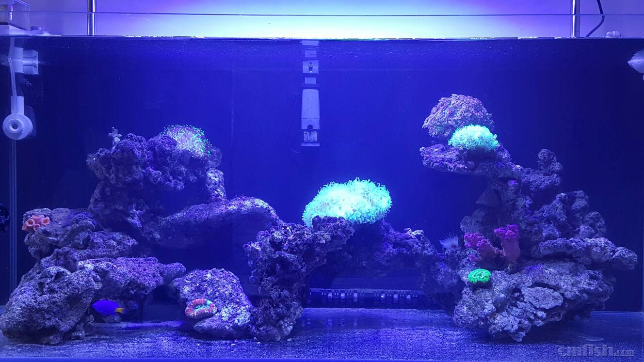 怎样处理黄尾蓝魔这个祸害 - 海水观赏鱼综合讨