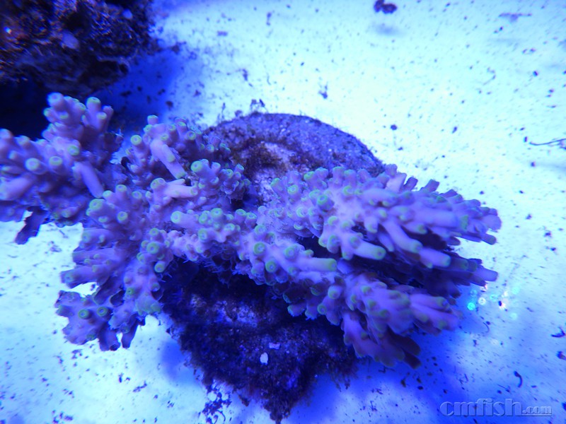 品种重复了转人工sps一颗100两颗150 澳皮50