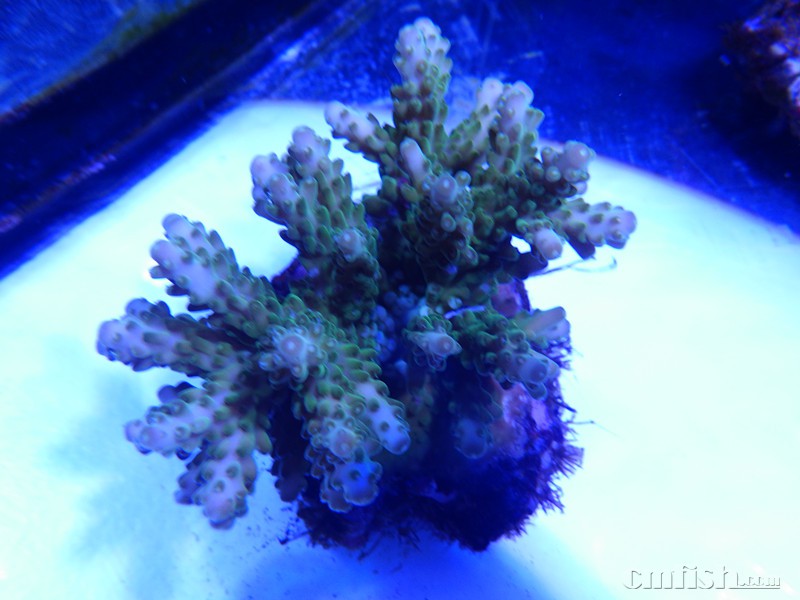 品种重复了转人工sps一颗100两颗150 澳皮50