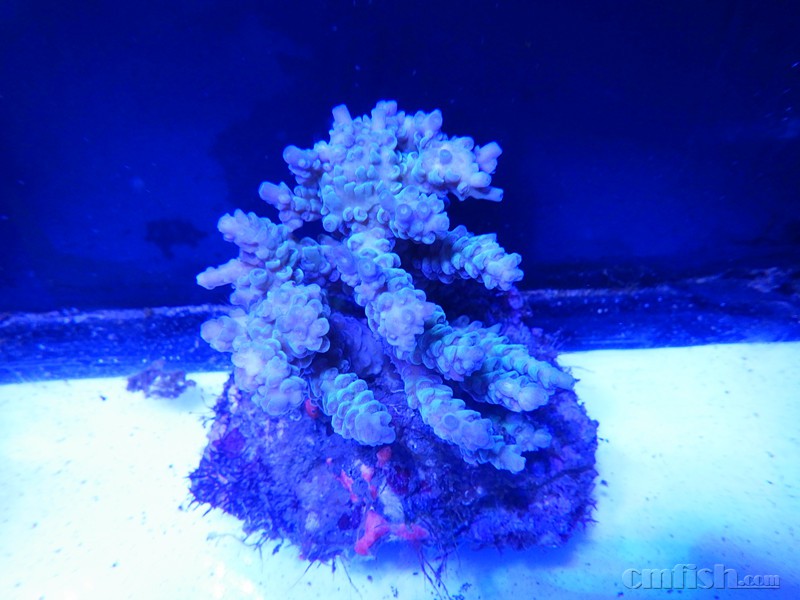 品种重复了转人工sps一颗100两颗150 澳皮50