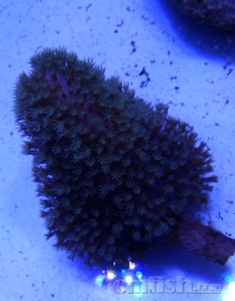 品种重复了转人工sps一颗100两颗150 澳皮50