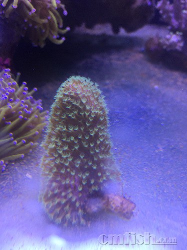 品种重复了转人工sps一颗100两颗150 澳皮50