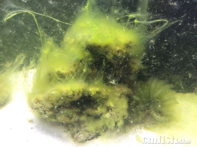 天津【S小C】110*70*55CM SPS&LPS混养缸