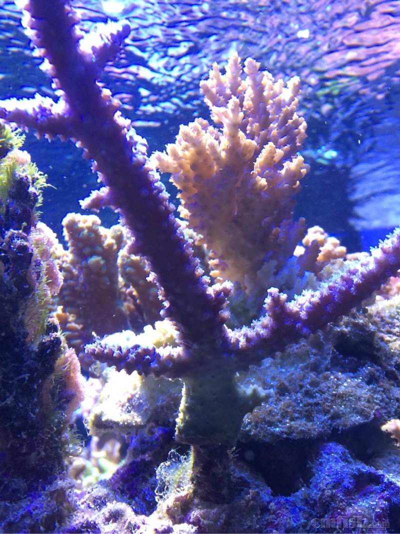 sps出毛很好,但是就会慢慢脱底,求解 - SPS专区