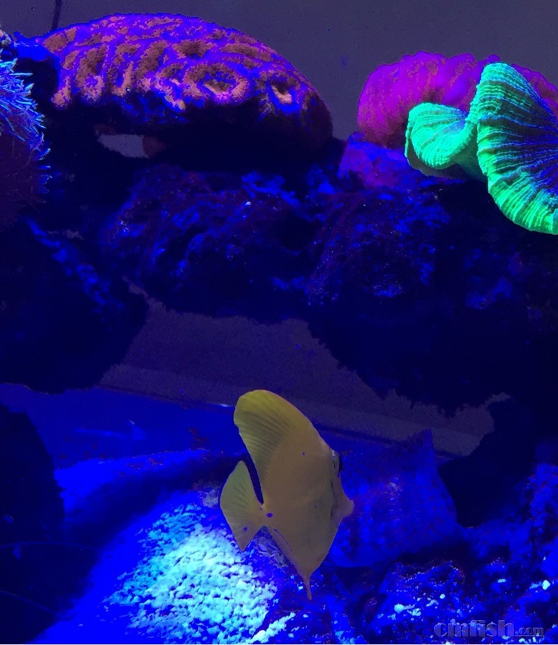 黄金吊变成了医生虾?吃鱼身上的寄生虫? - 北京