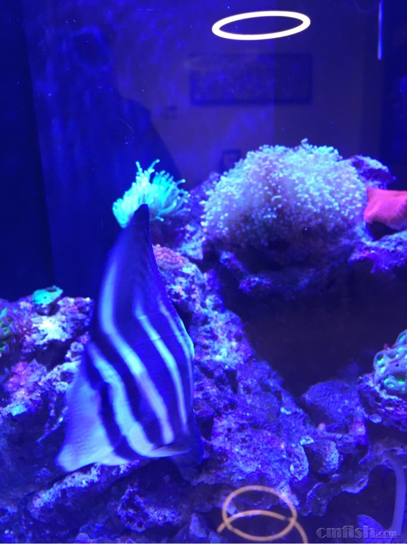 白点问题!什么是AB疗法? - 海水生物疾病SOS