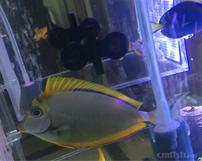 金域娱乐线上博彩:中国游客重回韩国血拼扫货