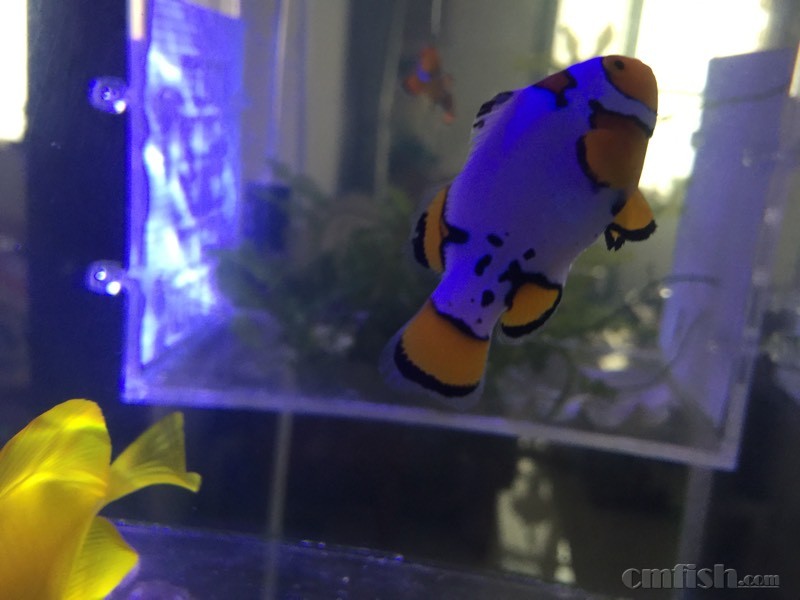 金域娱乐线上博彩:中国游客重回韩国血拼扫货