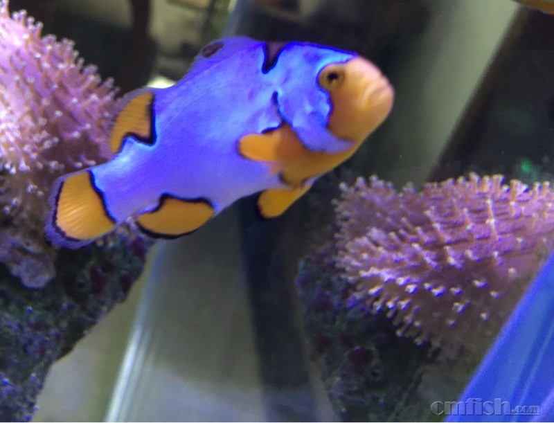 金域娱乐线上博彩:中国游客重回韩国血拼扫货