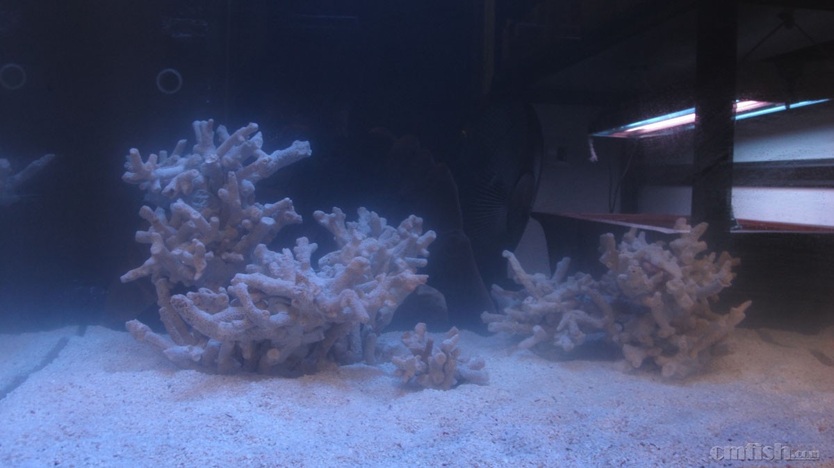 全珊瑚骨造景好处多多多------完爆活石、死石、某造景石。