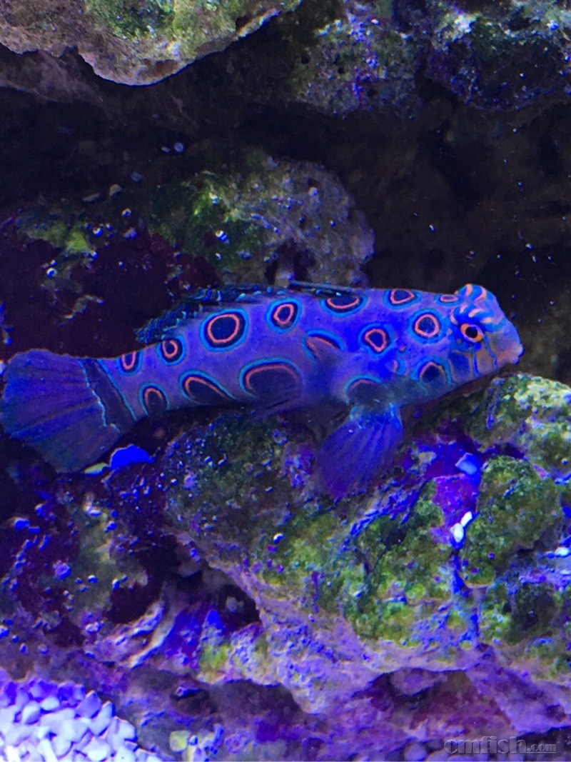 巨肥开口饲料圆点青蛙 - 北京地区 - CMF海水观