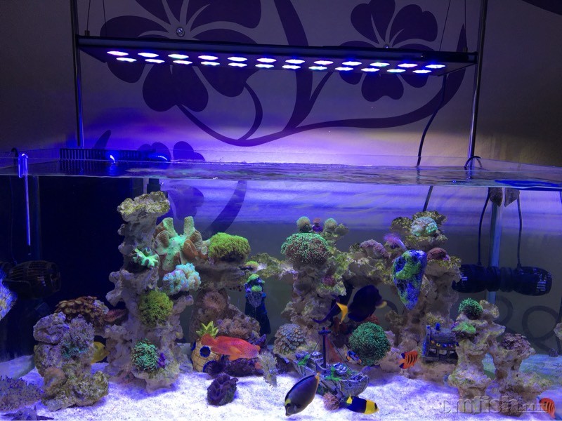 死石开缸用什么牌子的硝化细菌好? - 海水观赏