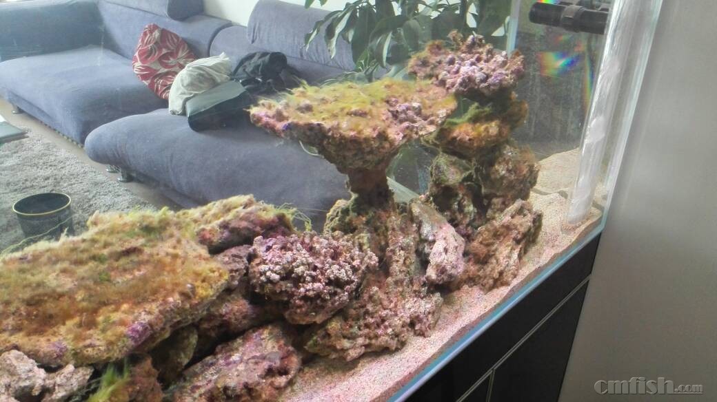 请问暴藻后,刷缸后,活石上藻如何清除 - ◆初学