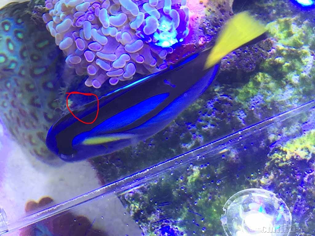 蓝吊这是啥情况? - ◆初学者咨询(Beginners) - 