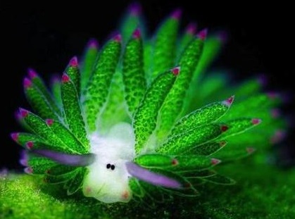 The marine most cute guy (sea slug) 海蛞蝓 - 无脊椎动物 - CMF海水观赏鱼论坛