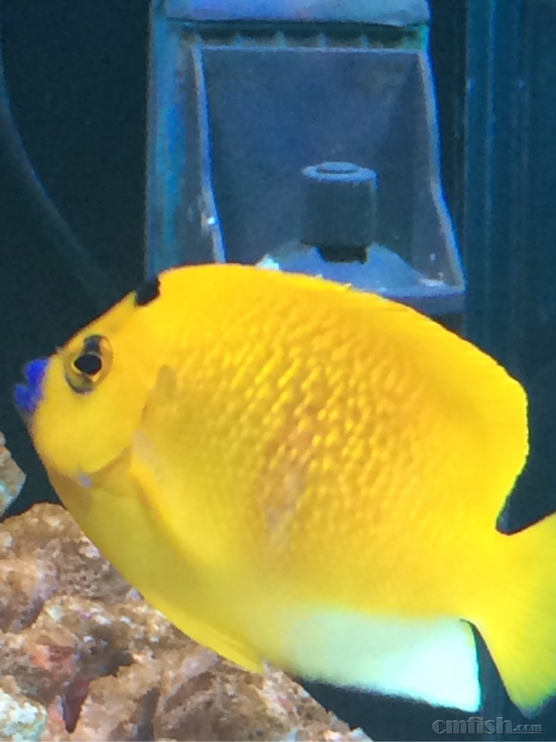 蓝嘴受伤了,该处理一下吗? - ◆初学者咨询(Be