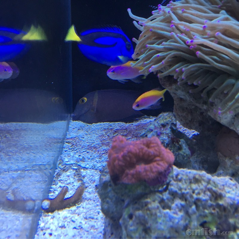 海金鱼不吃东西怎么办? - ◆初学者咨询(Begin