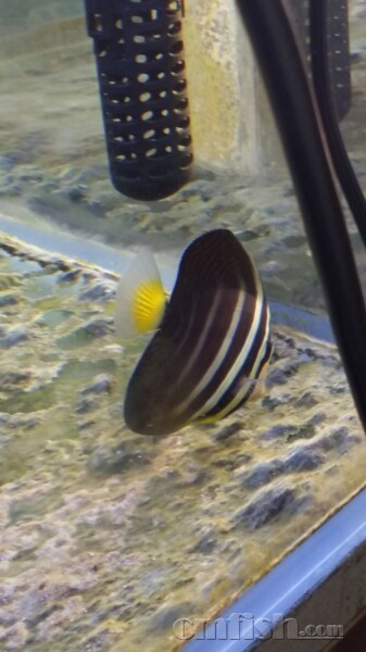 大帆吊两侧的透明鱼鳍上经常出现一些白色的颗