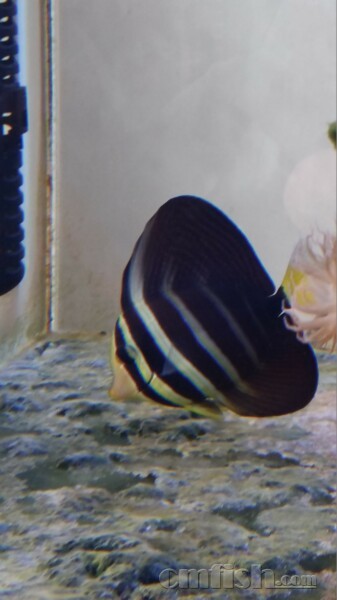 大帆吊两侧的透明鱼鳍上经常出现一些白色的颗