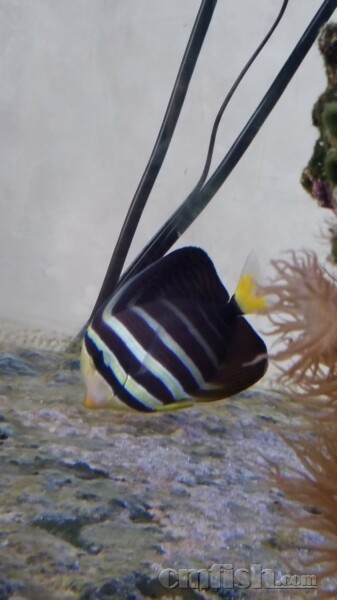 大帆吊两侧的透明鱼鳍上经常出现一些白色的颗