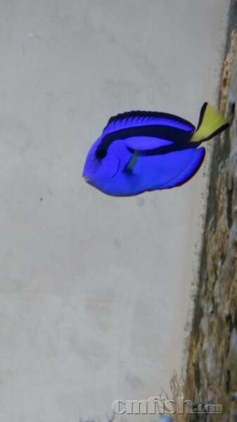 大帆吊两侧的透明鱼鳍上经常出现一些白色的颗