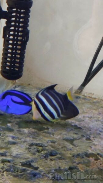 大帆吊两侧的透明鱼鳍上经常出现一些白色的颗