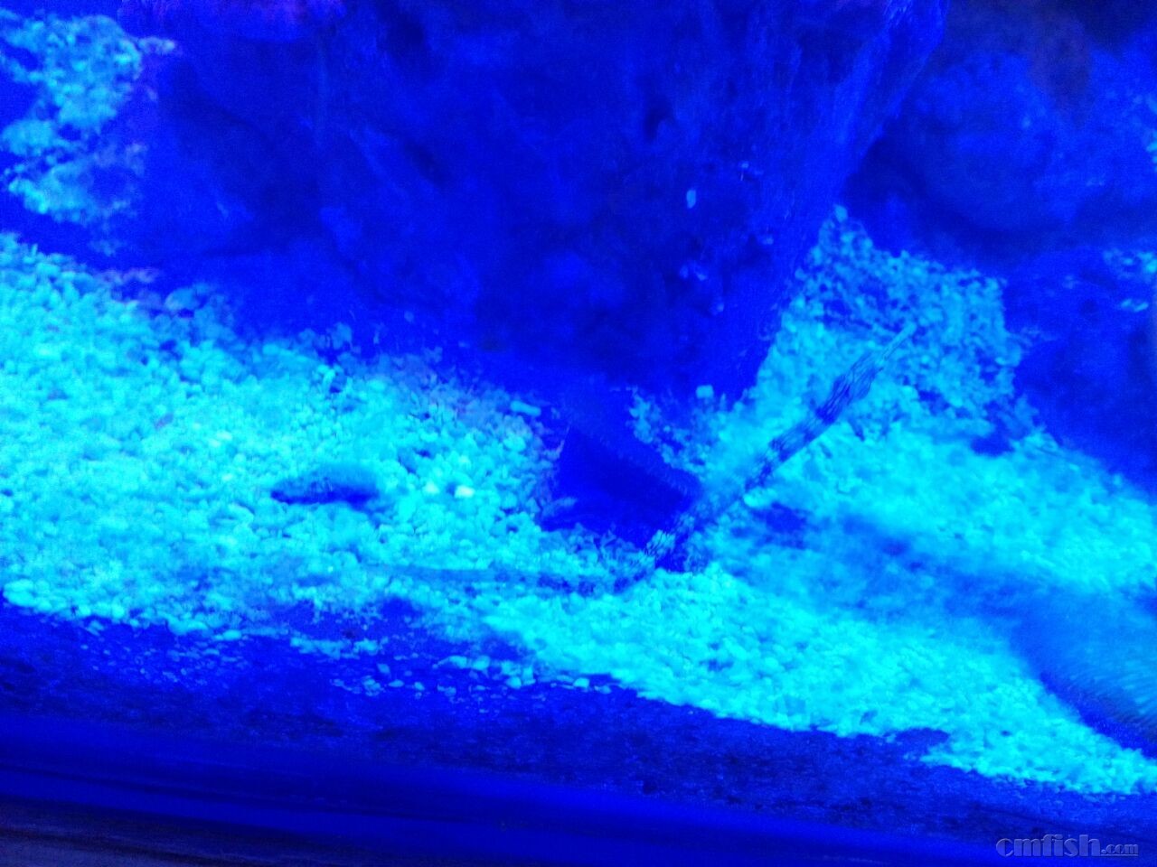 出养定 不开口 只吃蛋白虫的 鳄鱼海龙也叫趴趴