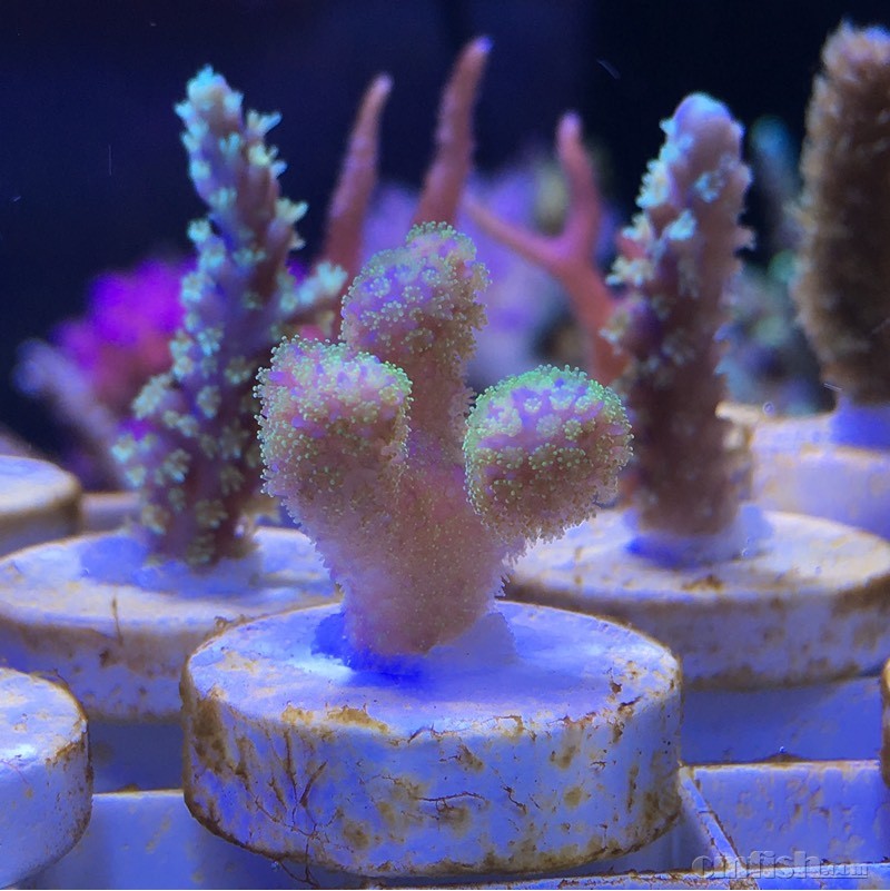 南京出断肢顺丰全国到付 - 鱼友二手物品流通区