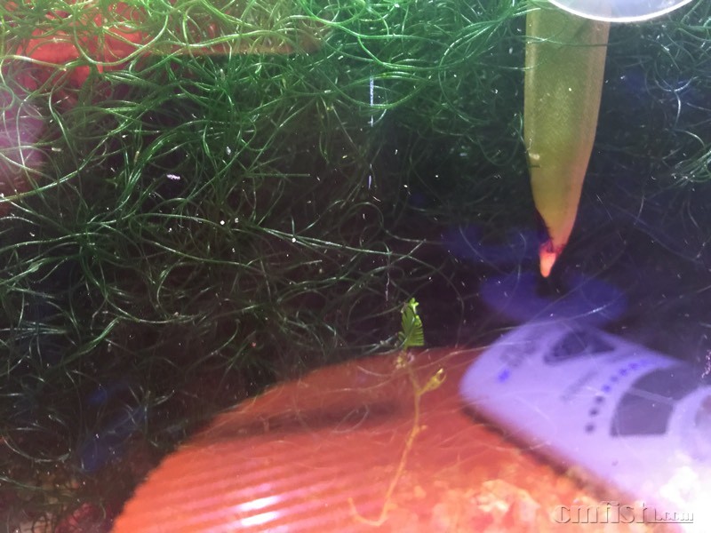 这些是不是蛋白虫? - ◆初学者咨询(Beginners