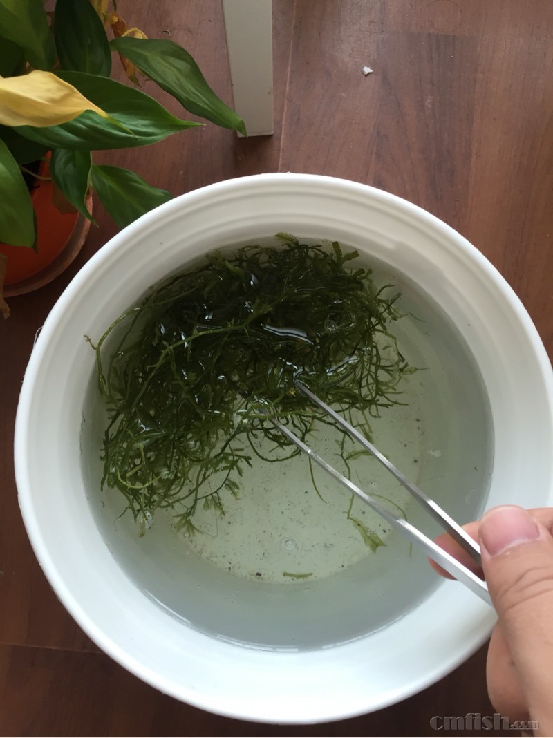 望京南地铁站送鹿角藻 - 北京地区 - CMF海水观