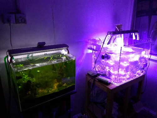 开缸一个半月,养鱼鱼死,养珊瑚珊瑚死,重新翻缸