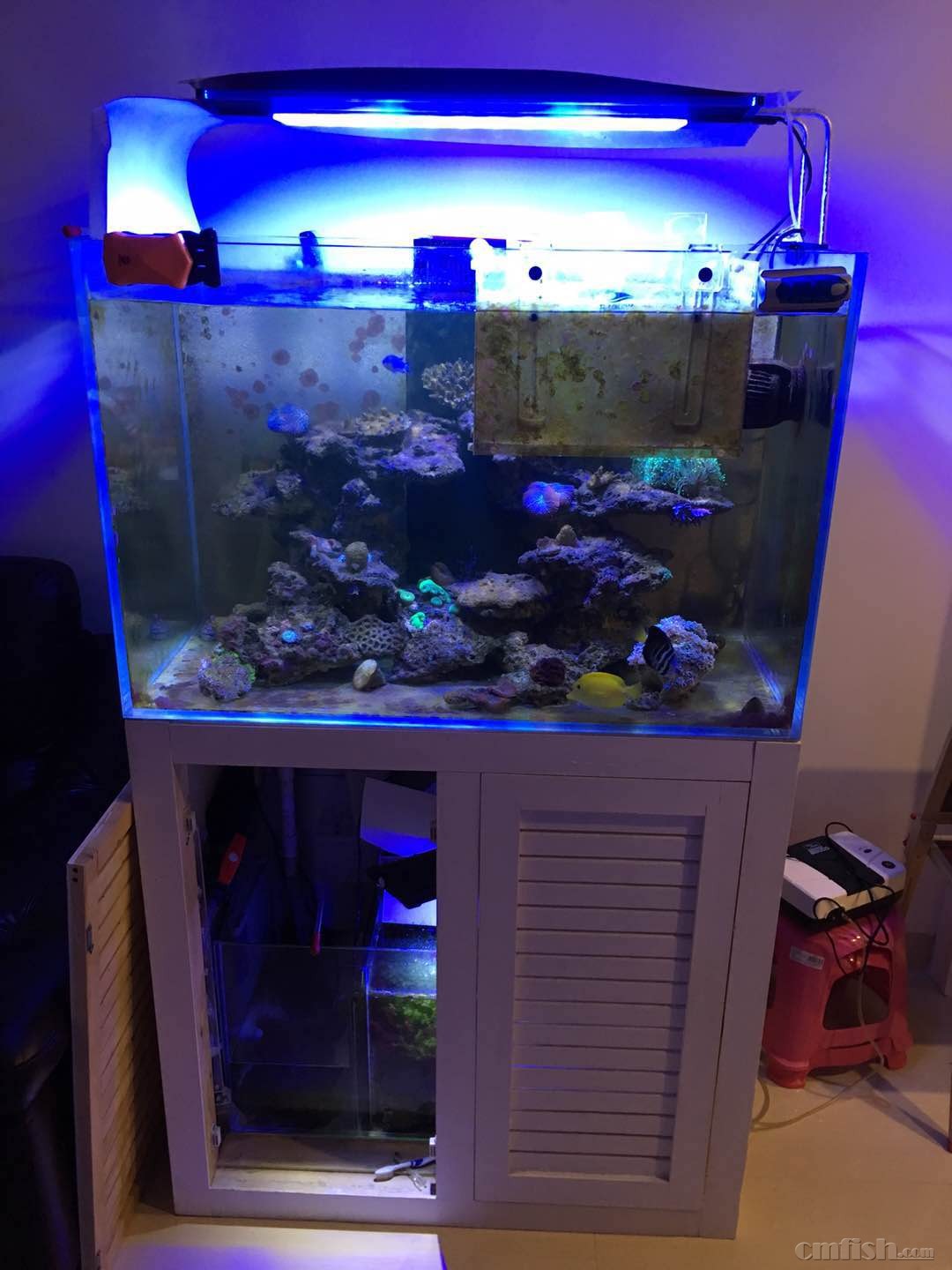 广东深圳罗湖上岸出鱼缸 - 广东地区 - CMF海水