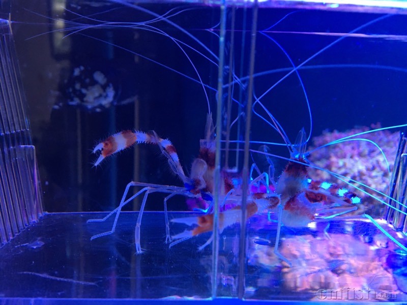 塘沽汉沽地区出一对养定美人虾 - 天津地区 - C