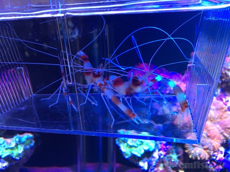 塘沽汉沽地区出一对养定美人虾 - 天津地区 - C