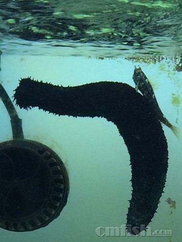 低颜值不怨天不怨地,任劳任怨创造美好生活 - 