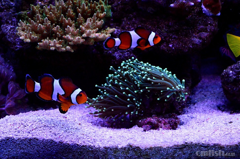 SPS组 守护林的精灵的一米硬骨缸~ - MAXSP