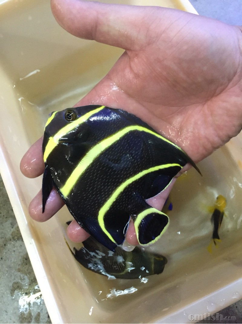 现货各种鱼珊瑚详情看帖子 - 天津地区 - CMF海