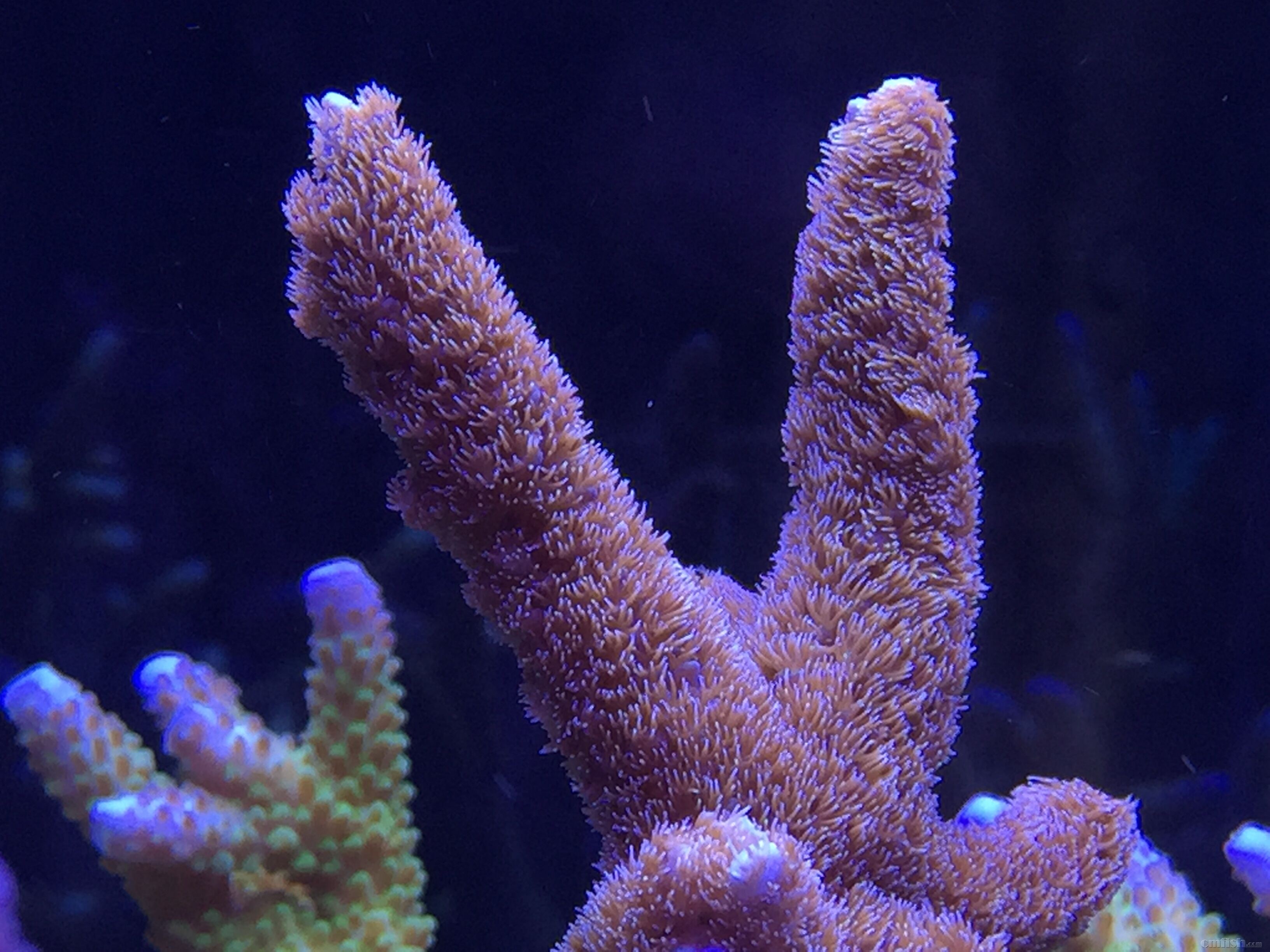 深圳龙岗出一些SPS断肢,需要的联系,欢迎打包