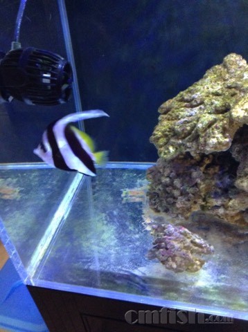 哈尔滨出黑白关刀