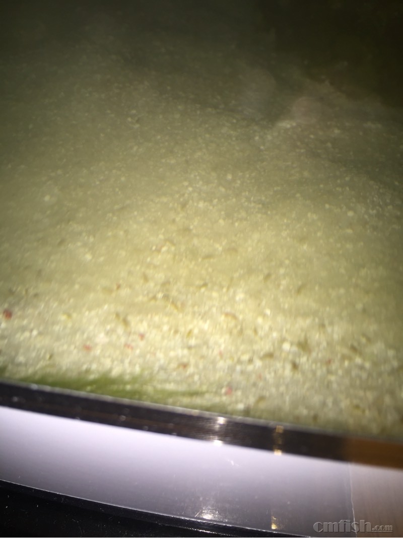 满缸的蛋白虫,请教 - ◆初学者咨询(Beginners)