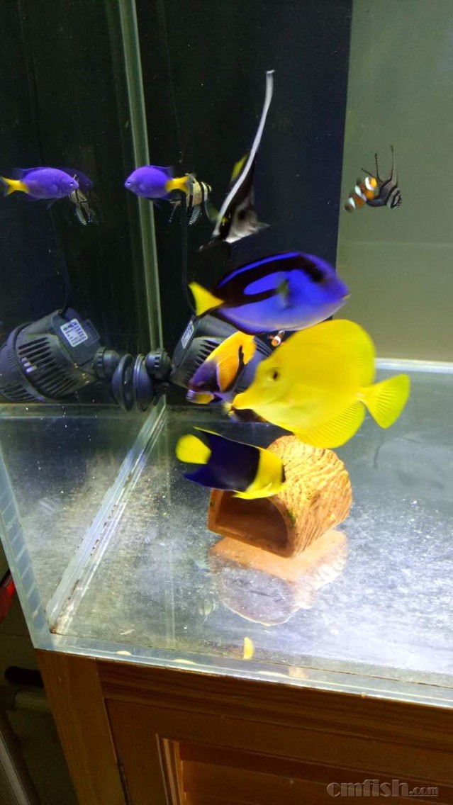 出马鞍 石美人 - 天津地区 - CMF海水观赏鱼论