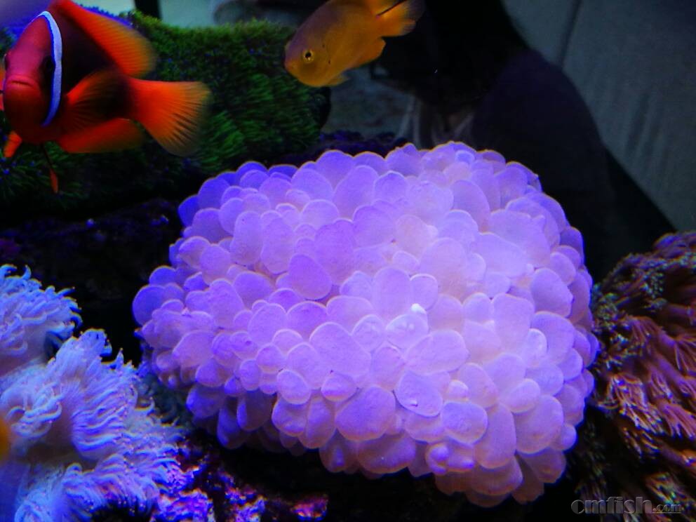 气泡为啥变色啦 - 海水观赏鱼综合讨论区 - CM