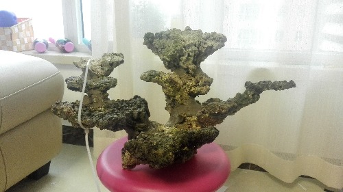 出个60方缸用的活石造景 尺寸长50宽40高35 -