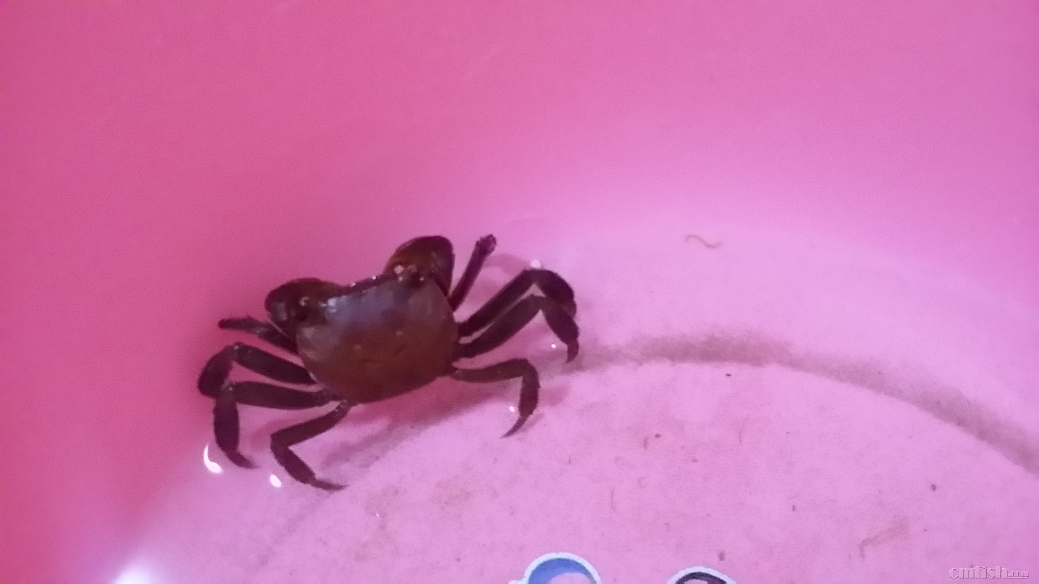 海边捉到个螃蟹 不知道品种 能放缸里养么? 谢