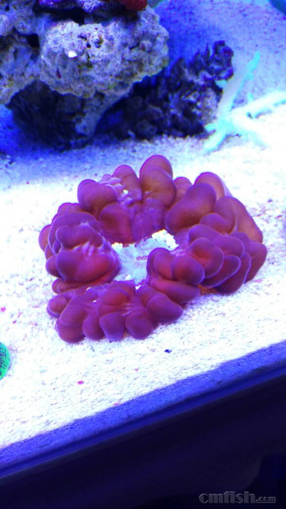 天津地区出珊瑚,可发外地,淘宝发货顺丰运费到