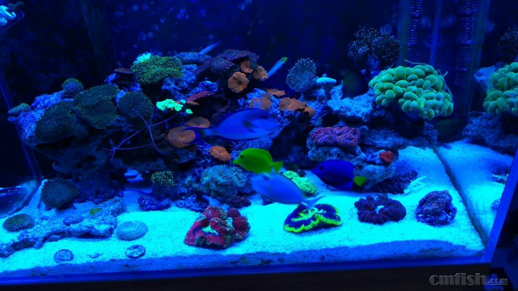 天津地区出珊瑚,可发外地,淘宝发货顺丰运费到